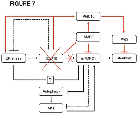 The Diagram Places Klf15 Into The Network Of Er Stress Mtorc1 And