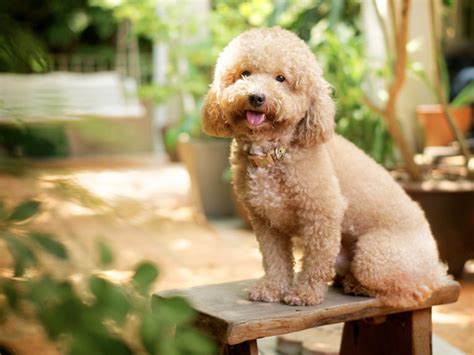 Raças De Cães Fáceis De Treinar Portal G14