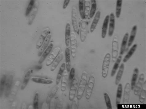 Chili Anthracnose Colletotrichum Capsici