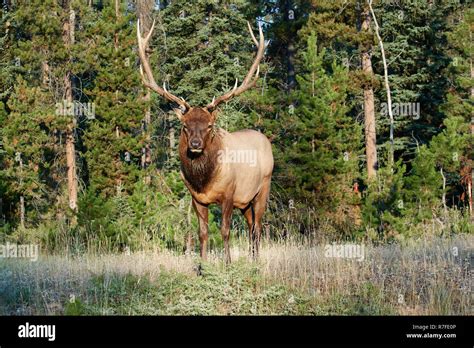 Wapiti Deer Hi Res Stock Photography And Images Alamy