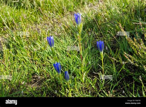 marsh gentian plant gentiana pneumonanthe flowers  bloom buxton