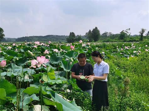 宿松农商银行：贴心金融服务“莲”通致富路