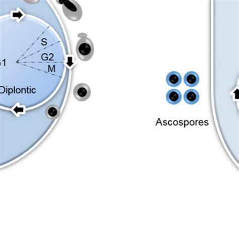 Life Cycles Of Budding Yeast Saccharomyces Cerevisiae A And Fission