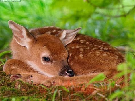 Fawn - Deer Photo (10577075) - Fanpop