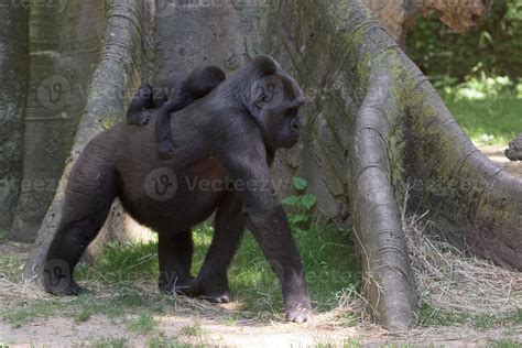 baby gorilla sleeping on mother 19084071 Stock Photo at Vecteezy