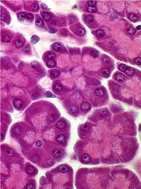 Gastrointestinal Tract Histology resource - WikiVet English