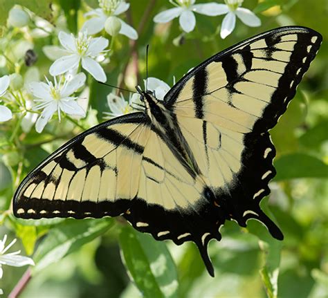 Eastern Tiger Swallowtail Papilio Glaucus Bugguide Net