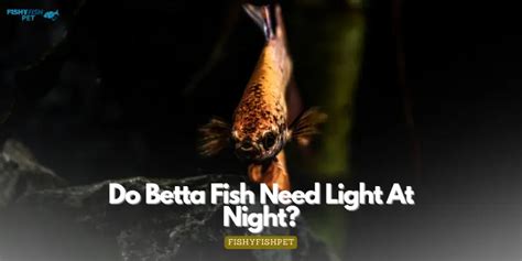 Do Betta Fish Like The Light On Shedding Some Illumination