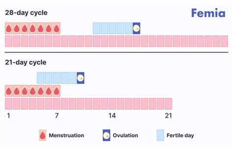 Can You Get Pregnant After Your Period Understanding Your Fertility