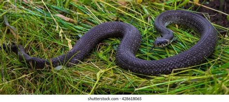 16 Corn Snake Basking Royalty Free Photos And Stock Images Shutterstock