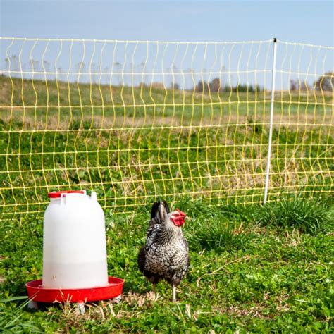 Electric Fence And Netting For Poultry Premier Supplies