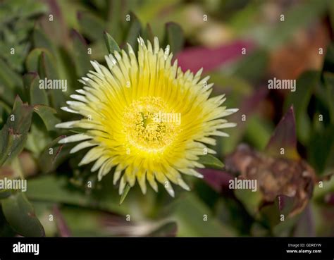 Cabo Da Roca Edible Ice Plant And Yellow Ice Plant Horses Feige