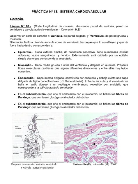 PDF Guia De Morfo Histologia DOKUMEN TIPS