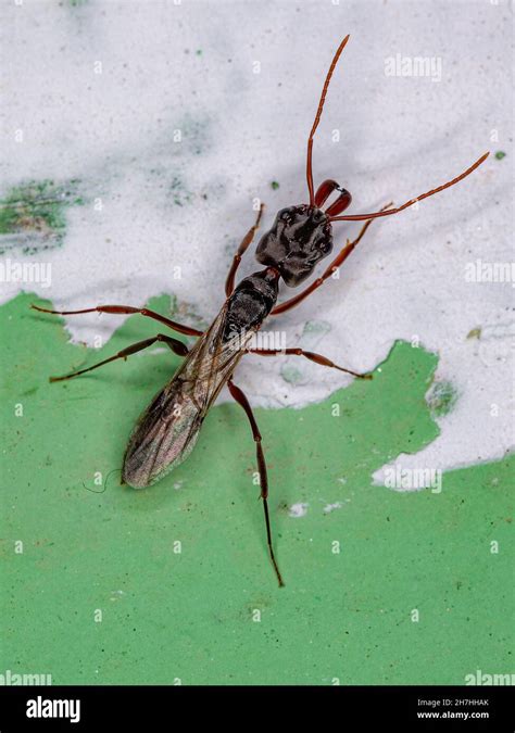 Adult Female Winged Trap Jaw Queen Ant Of The Genus Odontomachus Stock