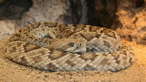 Animal cruelty at annual Texas rattlesnake roundup