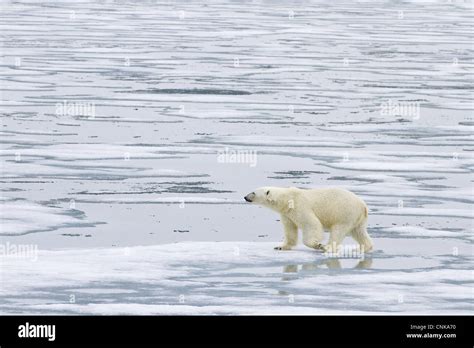 Polar Bear Ursus Maritimus Adult Walking On Sea Ice Spitzbergen