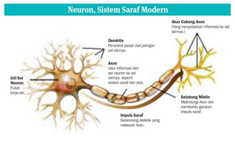 Gambar Sistem Saraf Cari