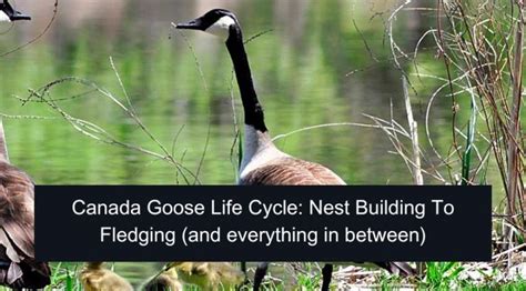 Canada Goose Life Cycle: Nest Building To Fledging (and everything in ...