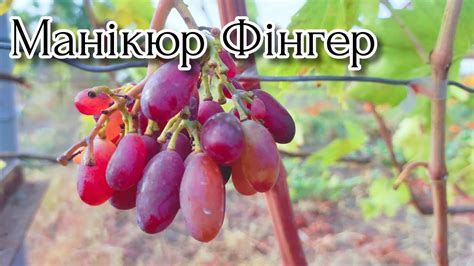 Гібридна форма винограду МАНІКЮР ФІНГЕР не виправдала моїх надій🍇🍇 ...