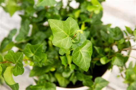 English Ivy Plant Care And Growing Guide