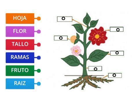 PARTES DE LAS PLANTAS Diagrama Con Etiquetas