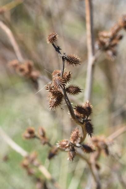 80+ Burweed Stock Photos, Pictures & Royalty-Free Images - iStock