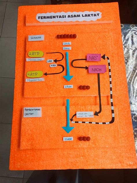 Proses Fermentasi Asam Laktat | Fermentasi, Asam laktat, Metabolisme