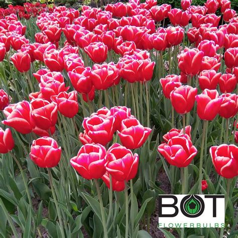 Buster – Bot Flowerbulbs