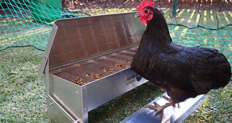 Les Meilleurs Mangeoires Automatiques Pour Poulets Lequel Acheter En