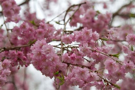 Difference Between Cherry Blossom Sakura And Plum Blossom Ume