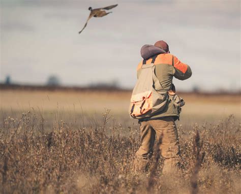 Hunting Heavy Pressured Pheasant - Project Upland Magazine