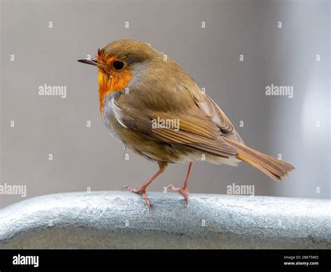 Postmen Nicknamed Robins In The 1960s Hi Res Stock Photography And