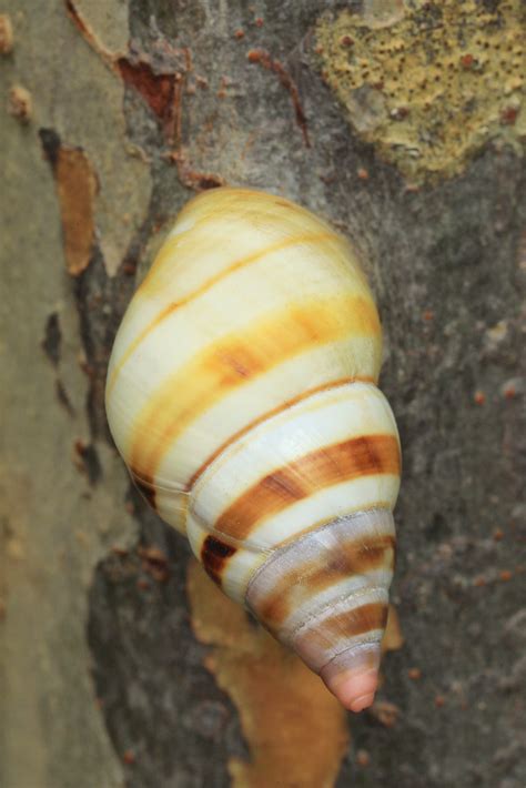 Liguus Fasciatus Tropical Hardwood Hammock Key Largo Dagny Johnson