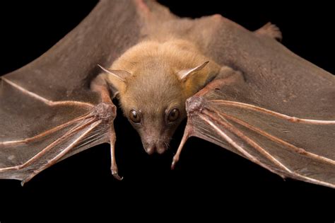 These Japanese Bats Make Tiny Igloos To Survive The Winter