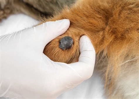 What Causes Papilloma In Dogs