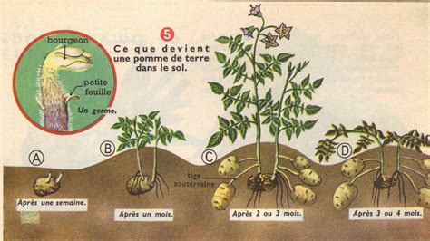 Dessins Exercices Observation CE CM Dessins Exercices Observation CE