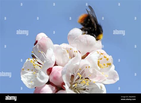 Bumblebee Bombus Sp Pollinating Apricot Tree In Spring Blooming