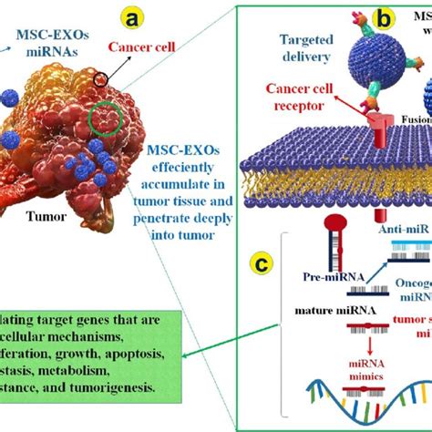 Function Of Msc Exos As Mirna Delivery Method In Different Types Of