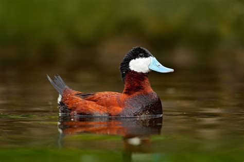 51 of the Most Colorful Ducks in the World - Color Meanings