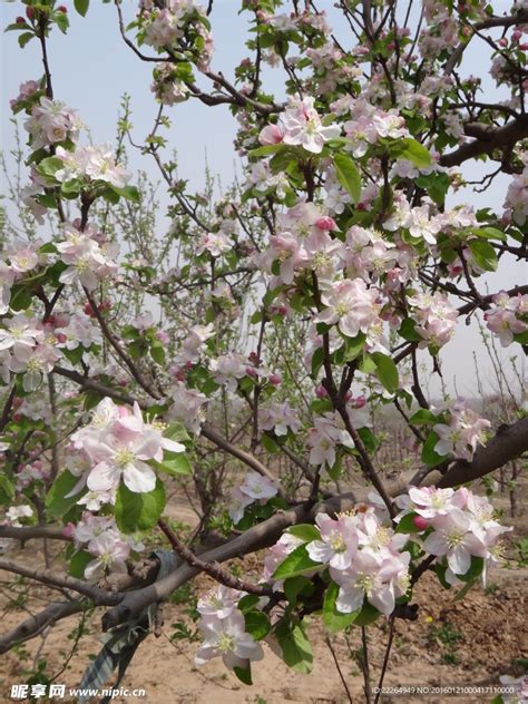 苹果树开花摄影图 花草 生物世界 摄影图库 昵图网nipic