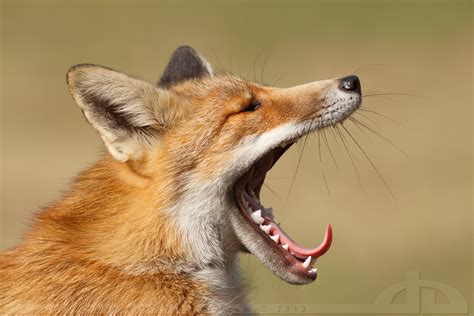 Yawning Fox by thrumyeye on DeviantArt