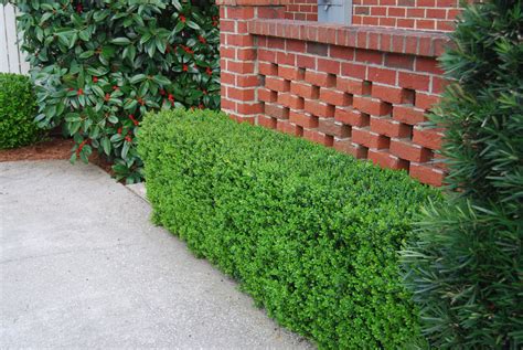 Buxus microphylla japonica 'Green Beauty' – Nurseries Caroliniana