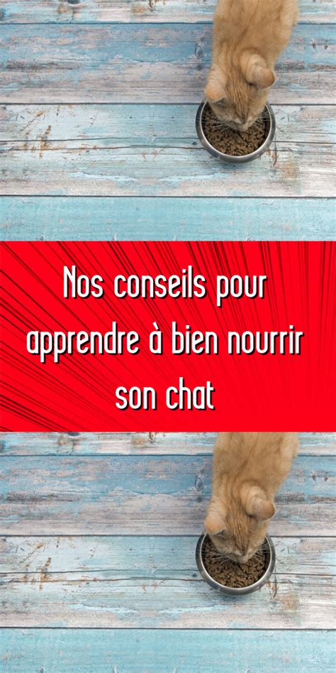 Nos conseils pour apprendre à bien nourrir son chat Les chats sont des