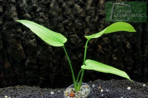 Echinodorus horizontalis- Эхинодорус горизонтальный | Московские ...
