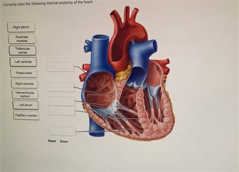 Solved Correctly Label The Following Internal Anatomy Of The