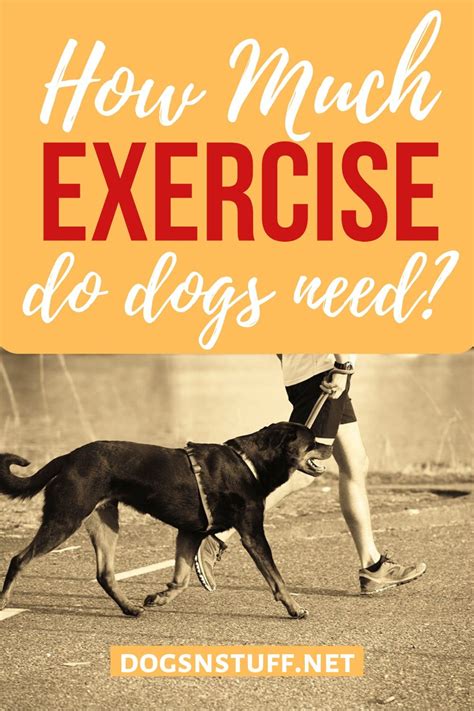 How Much Exercise Does A Dog Need Every Day