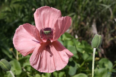 Images Gratuites la nature fleur Prairie pétale Floraison