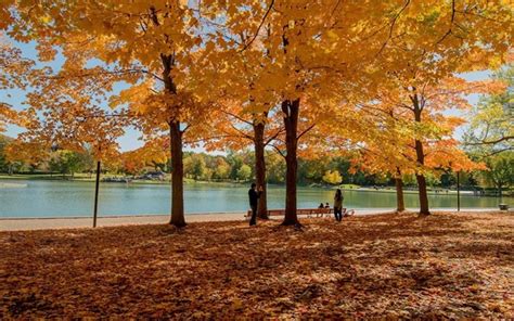 Tham khảo kinh nghiệm du lịch Canada mùa thu ngập sắc vàng lá phong ...