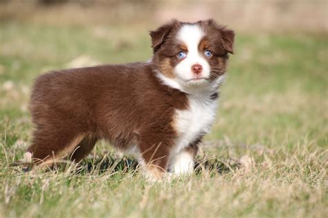 We Raise Quality Toy And Mini Aussies In The Rolling Hills Of Nebraska Miniature Australian