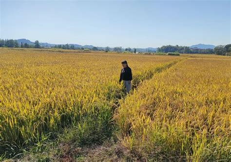 赣鄱巾帼创之粮食安全篇丨杨园英：扎根沃土 当好乡村致富带头人 澎湃号·政务 澎湃新闻 The Paper